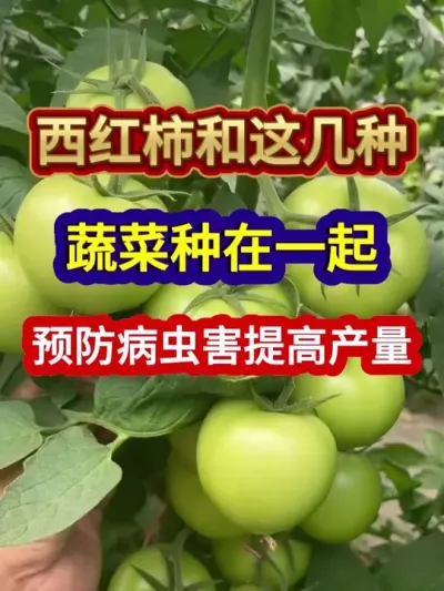 西红柿和这几种蔬菜种在一起预防病虫害提高产量 #番茄种植 #西红柿种植 #农业种植 #种植小技巧 #三农