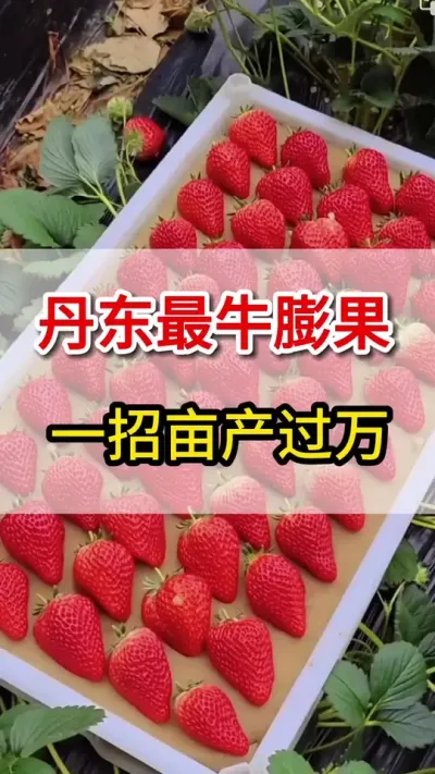 草莓膨果就用它，花多果多产量高#草莓种植 #膨大#助力果农