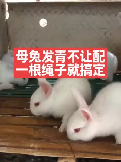 母兔发青不让配，一根绳子就搞定 #兔子#养殖#养兔#三农