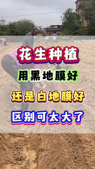 种花生用黑地膜好？还是用白地膜产量高呢？ #花生种植 #花生高产 #花生种植管理技术  #花生施肥 #增产增收