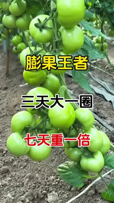 膨果最快。无激素残留，使用放心，瓜果蔬菜都适用，在也不担心果子小长不大个了#膨果 #无限回购的宝藏单品 #番茄种植 #抖音助农