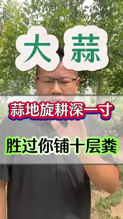 #大蒜 #大蒜种植 #大蒜高产种植 #种大蒜 #大蒜高产