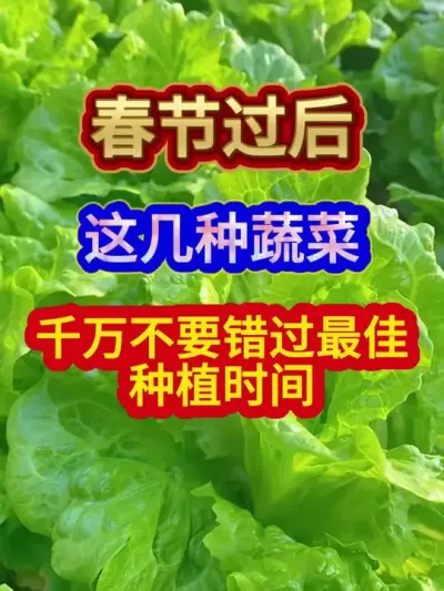 春节过后这几种蔬菜千万不要错过最佳种植时间 #蔬菜种植 #蔬菜种植技术 #农业种植 #种植小技巧 #分享农业知识帮农民增产增收