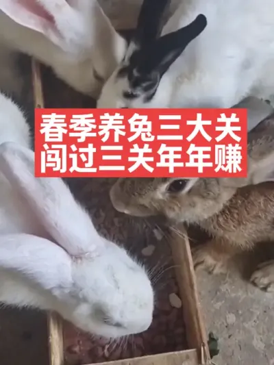 春季养兔三大关，闯过三关年年赚 #兔子#养兔#三农#养殖#养兔人