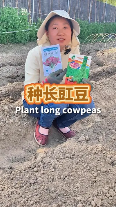 今天种第一批长豇豆 直接用籽种，套种上了苋菜#我爱种菜 #阳台种菜 #种植小技巧 #播种季节 #春种