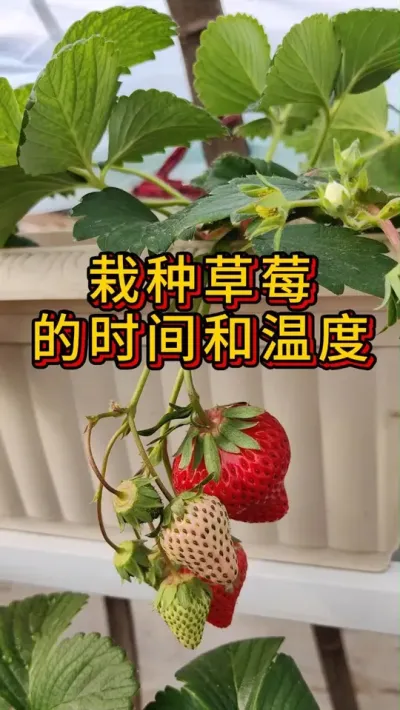 家庭阳台种草莓，时间和温度节点很重要。 可以9月选择小苗种，也可以12月或1月直接栽带花带果的大苗#种草莓 #盆栽草莓 #阳台种植  #草莓🍓 #种植小技巧