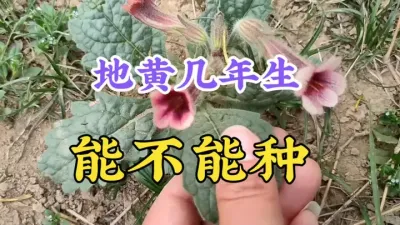 地黄几年可以采收，明年还能不能种？亩产量和收益是多少？ #地黄种植 #药材种植 #三农 #农业知识 #种植哪些药材利润高