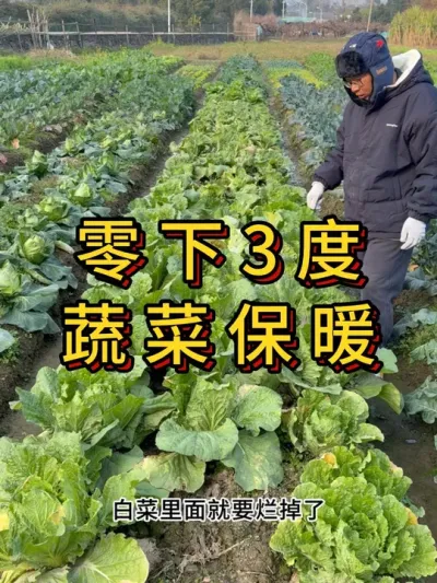 明天降温零下3度，蔬菜作物怎么做好保温措施 #种菜