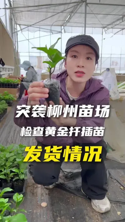突袭苗场检查😁上帝们路途再遥远也不要担心！#百香果 #百香果种植技术 #三农 #优质种苗 #农业种植