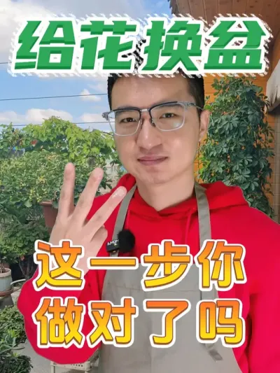 给花换盆，这一步你做对了吗？ #养花  #花卉绿植  #换盆  #换土
