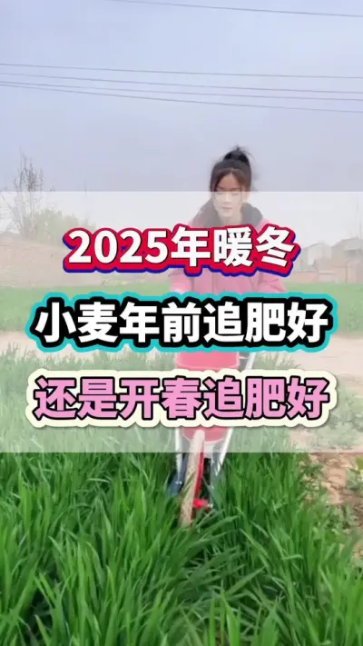 2025暖冬，小麦年前追肥好？还是年后开春追肥好？#小麦种植 #小麦追肥 #小麦高产 #小麦种植管理技术