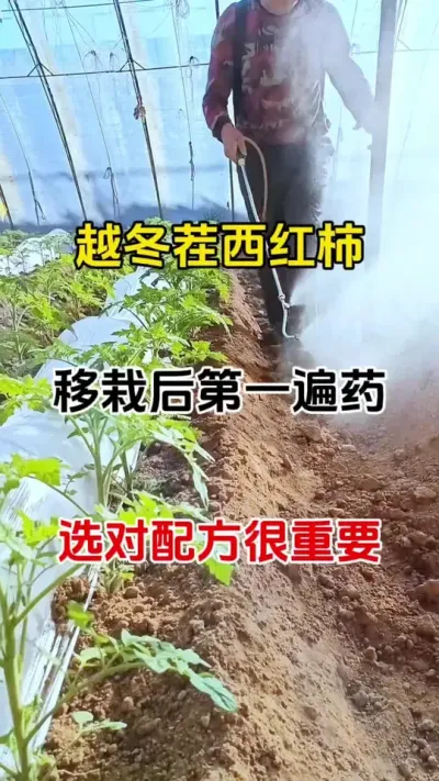 越冬茬西红柿管理方案#三农种植 #番茄种植#病害防治