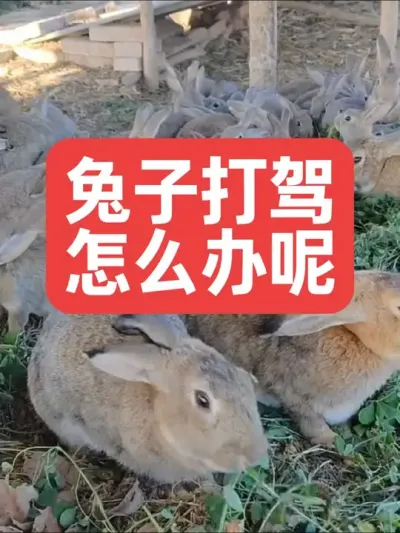兔子打驾怎么办呢？ #兔子#养兔子#养殖#三农#养兔人