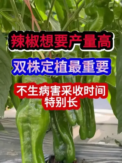 辣椒想要产量高双株定植最重要不生病害采收时间还长 #辣椒种植 #农业种植 #种植小技巧 #三农 #分享农业知识帮农民增产增收