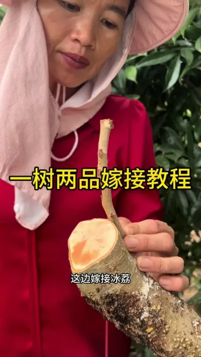 一树两品嫁接教程#嫁接技术 #来抖音学农技 #dou来广东百千万 #2025新农人计划