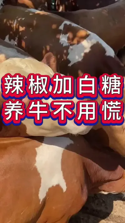 辣椒加白糖，养牛不心慌#养牛人#新手养牛#养牛#牛羊养殖