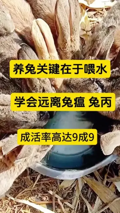 养鸽关键在于喂水，远离兔瘟兔丙，成活率高达9成9#养兔 #兔子养殖 #养兔人 #兔子
