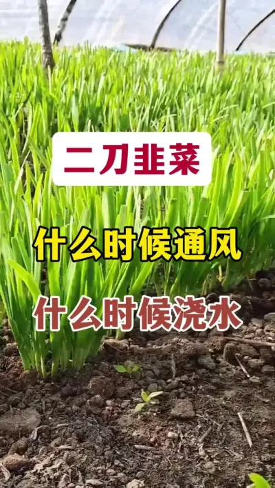 二刀韭菜，什么时候通风，什么时候浇水。#韭菜种植 #韭菜浇水 #韭菜管理 #种韭菜 #每天分享蔬菜种植技巧