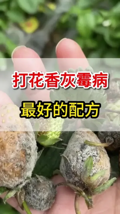 打草莓灰霉病花香病效果最好的配方，你知道么#草莓种植 #草莓🍓 #抖音助农 #促花保果