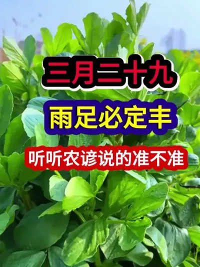 三月二十九雨足必定丰听听农谚说的准不准 #农业谚语 #农业天气谚语 #农谚 #农业种植 #分享农业知识帮农民增产增收