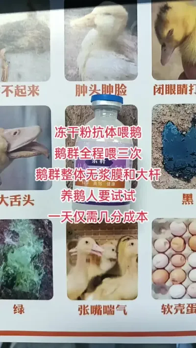#养殖小妙招 #科学喂养 #养鹅流程#养鹅技术#养鹅人
