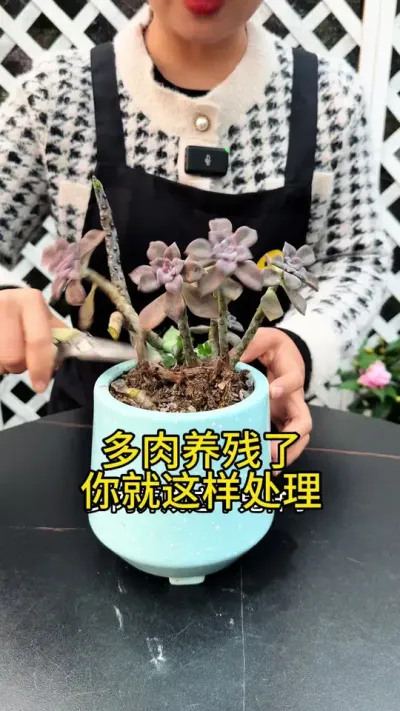 多肉养成这个鬼样子，你就咔嚓给它一刀#花卉绿植 #种植小技巧 #多肉