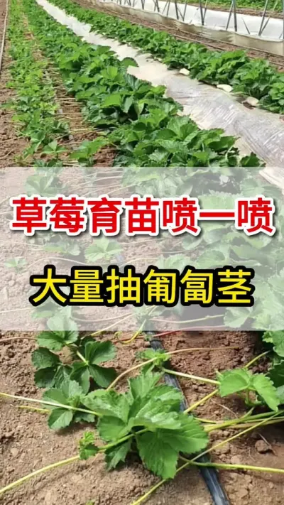 草莓育苗喷一喷，各种病害不入侵#草莓育苗 #三农