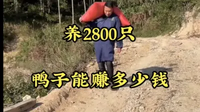 在农村养2800只鸭子能赚多少钱？ #农村养殖 #养鸭 #蛋鸭养殖 #农村致富好项目