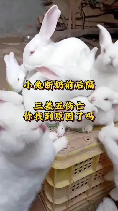 小兔断奶前后隔三差五出现伤亡，你找到原因了吗？ #兔子 #养兔人 #养兔技术分享#养兔子注意事项 #兔子吃什么 #科学养兔