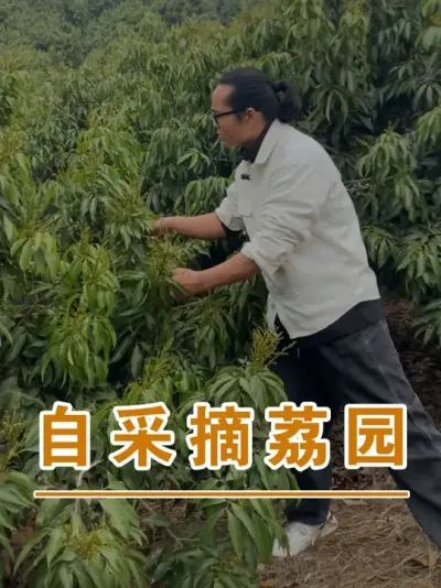 重庆巴南区荔枝采摘果园#广西灵山荔枝果苗#农业创业#抖音新农人计划2025#吕老师种果苗#广西灵山荔枝果苗