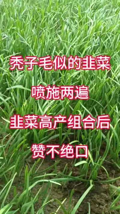 秃子毛似的韭菜，喷施两遍韭菜高产套装后，河北昌黎大哥赞不绝口。#韭菜种植方法 #韭菜管理 #韭菜高产 #韭菜施什么肥根粗 #种韭菜
