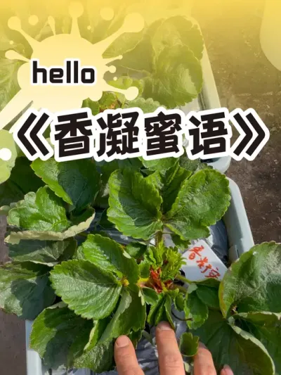 你看这棵草莓它又大又圆 #草莓生长过程#草莓施肥 #草莓种植教程 #盆栽草莓 #三农