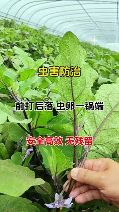轻松除白粉虱，农资界的&ldquo;神奇配方&rdquo;揭秘#虫害防治 #灭虫小妙招 #番茄种植 #无限回购的宝藏单品