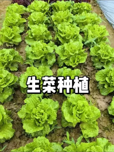 生菜怎么种，生菜育苗方法 #农业种植 #种菜 #种植 #三农