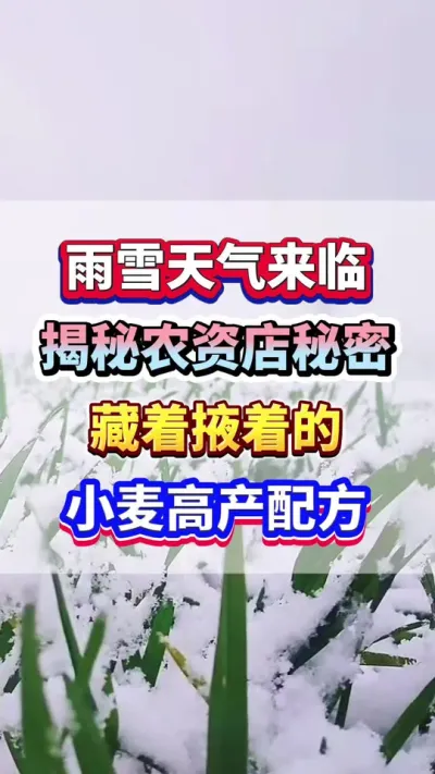 雨雪天气来临，小麦下雪能不能撒尿素？揭秘农资店藏着掖着的到底是什么高产配方！#小麦种植 #小麦高产 #小麦追肥 #小麦种植管理技术