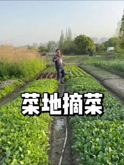 菜地摘菜，丈母娘来视察赶紧送一点 