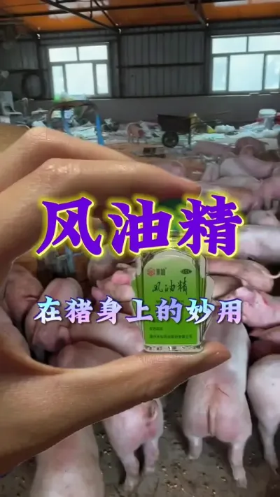 #农村养猪人 #猪喂什么长的快 #猪吃什么长的快 #养猪人加油干 #三农养猪人