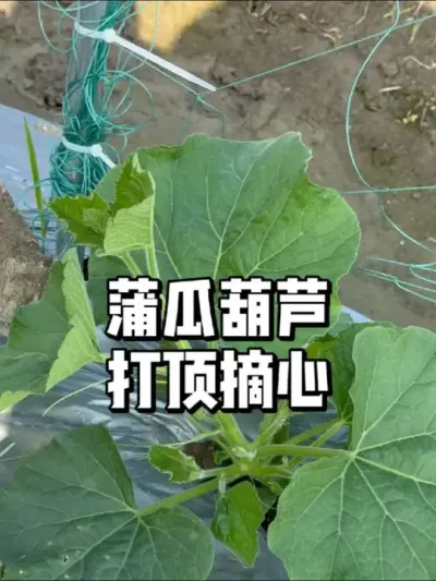 蒲瓜瓠瓜葫芦长到多高要打头摘心 