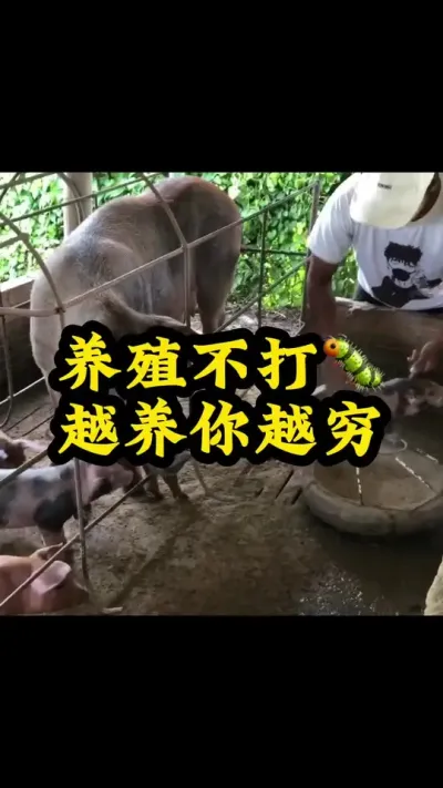 #猪喂什么饲料长得最快 #每天分享养殖技术和经验 #服务三农支持三农 #农村养猪专业户 #每天分享实战养猪经验
