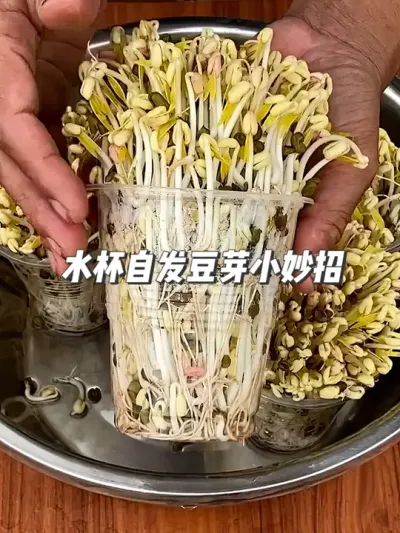 懒人必备！两个简单的自发豆芽方法，一学就会 #种植小技巧 #园艺小妙招 #自发绿豆芽#抖音知识年终大赏 #豆芽