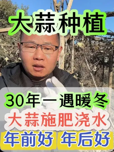30年一遇暖冬大蒜施肥浇水年前好还是年后好#大蒜 #大蒜种植 #种大蒜 #大蒜高产 #大蒜种植技术