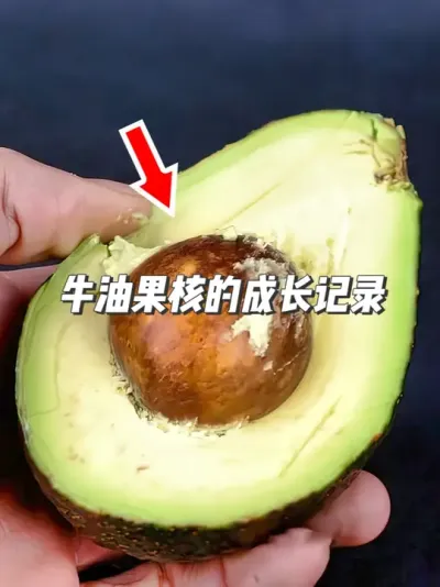 牛油果种植新手必看，从种子到嫁接的全方位指导 #种植小技巧 #种植乐趣 #牛油果 #园艺小妙招 #种牛油果