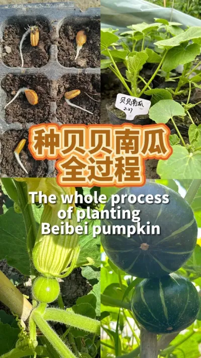 种贝贝南瓜全过程 2月育苗，4月移栽，5月收获。粉粉糯糯孩子很爱吃#种植小技巧 #贝贝南瓜 #阳台种菜 #我的小菜园 #我爱种菜