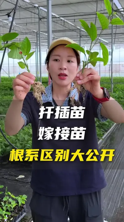 对于百香果嫁接苗和扦插苗我有话说😁#百香果#百香种植技术#优质种苗 #三农 #抖音助农