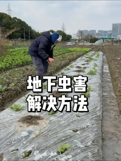 土豆地下虫害怎么解决，土壤有地下虫怎么处理 #种菜 #种植 #农业种植 #三农
