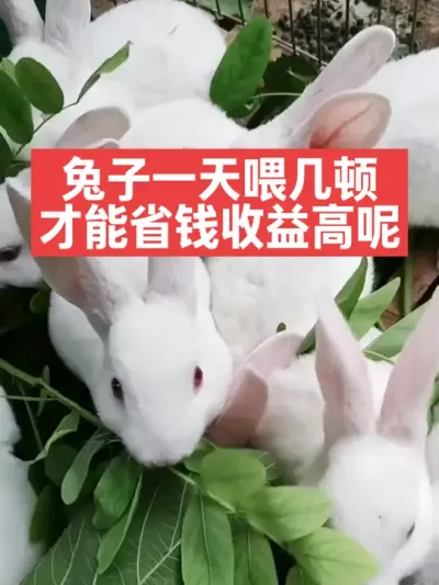 兔子一天喂几顿，才能省钱收益高？ #兔子#养兔子#养殖#三农#养兔