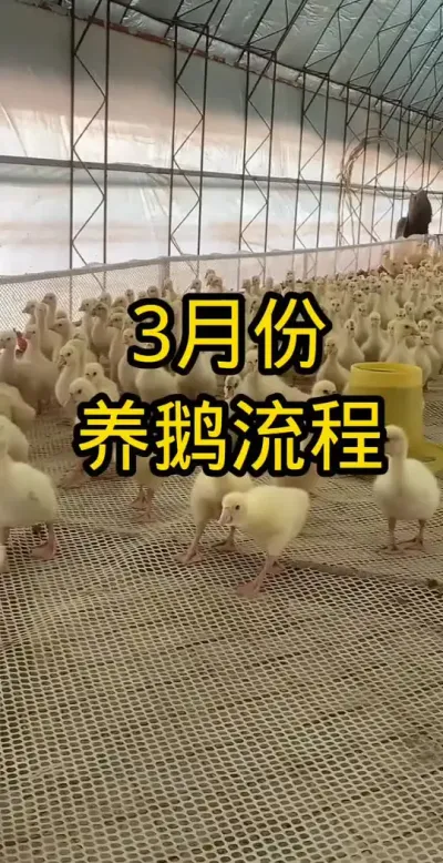 #养鹅 #养鹅技术分享 #养鹅专业户 #养鹅流程方案