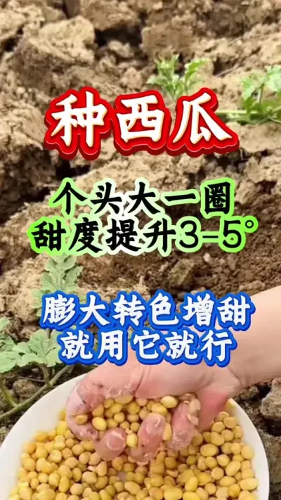 种西瓜 西瓜膨大增甜用它一瓶搞定 #西瓜种植 #西瓜膨大 #西瓜增甜 #种西瓜