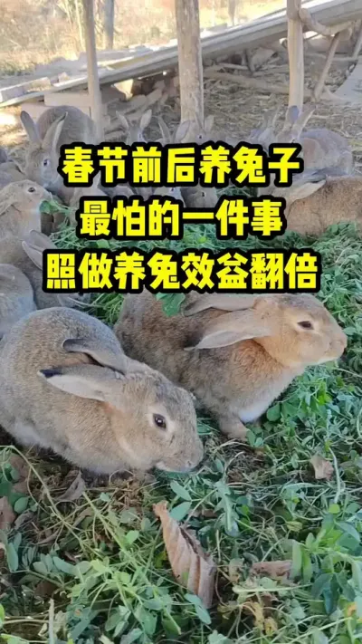 春节前后，养兔做对这件事，养兔效益翻倍 #兔子#三农#养殖#养兔人