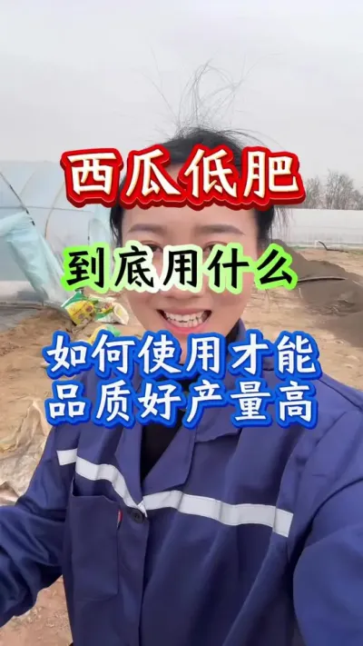 西瓜种植 西瓜底肥到底用什么如何使用才能品质好产量高#西瓜种植#西瓜管理#西瓜高产#露天西瓜 #底肥
